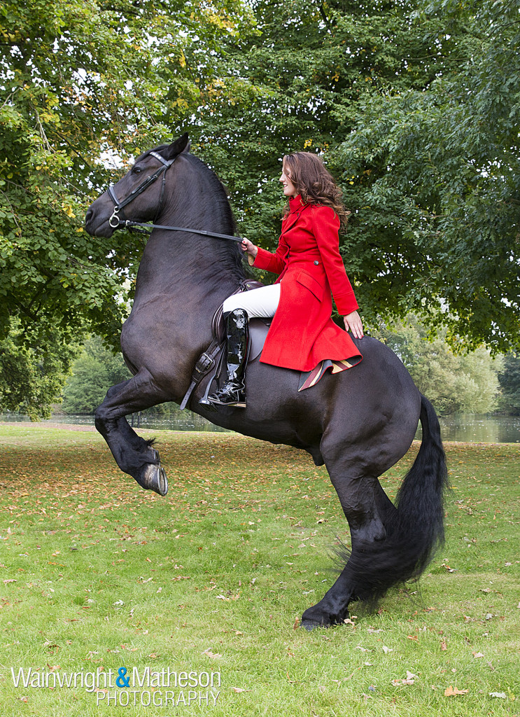 Stallion black red coat rearing horse